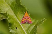 Pyrausta purpuralis