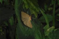 Psammotis pulveralis