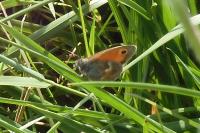 Coenonympha pamphilus