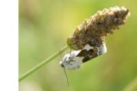 Acontia lucida