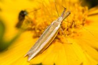 Pleurota aristella