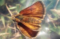 Thymelicus acteon