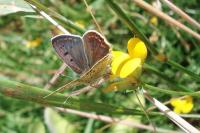 Lycaena tityrus