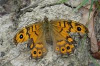 Lasiommata megera