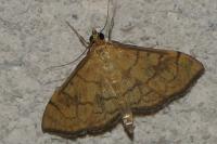 Anania verbascalis