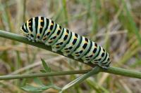 Papilio machaon