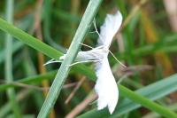Pterophorus pentadactylus