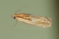 Eucosma