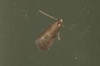 Eccopisa effractella