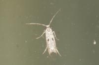 Yponomeuta plumbella
