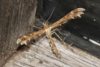 Oxyptilus