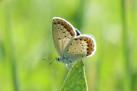 Plebejus argyrognomon