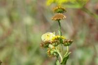 Colias crocea