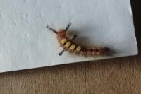 Orgyia antiqua