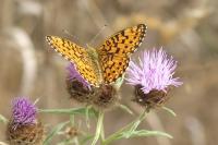 Boloria selene