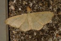 Idaea straminata