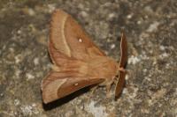 Lasiocampa trifolii