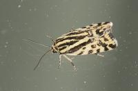 Emmelia trabealis