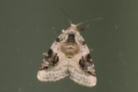 Pseudeustrotia candidula