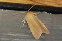 Mythimna pallens