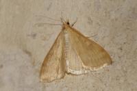 Ostrinia nubilalis