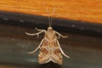 Nomophila noctuella