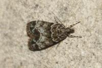 Eudonia mercurella