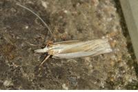 Crambus pascuella