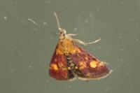 Pyrausta aurata