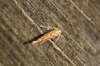 Pyroderces argyrogrammos