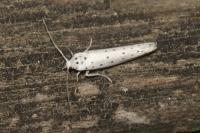 Yponomeuta