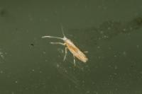 Argyresthia albistria