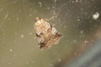 Acrobasis sp (glaucella/falouella)