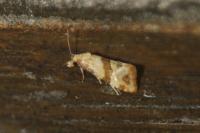 Phalonidia contractana