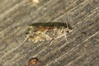 Epinotia nisella