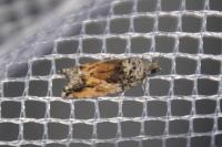 Epinotia nisella