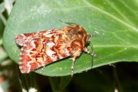 Anarta myrtilli