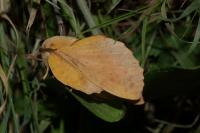 Gastropacha populifolia