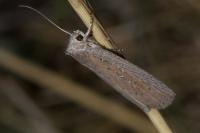 Chilodes maritima
