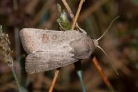 Hoplodrina ambigua