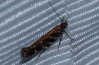 Aristotelia ericinella