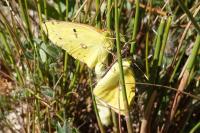 Colias