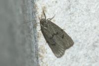 Apaidia mesogona