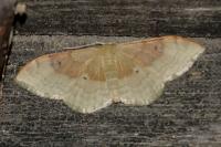 Idaea degeneraria