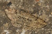 Peribatodes rhomboidaria