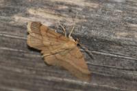 Scopula rubiginata