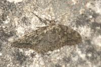 Tephronia sepiaria
