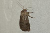 Agrotis bigramma