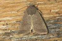 Hoplodrina ambigua