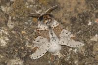 Furcula furcula